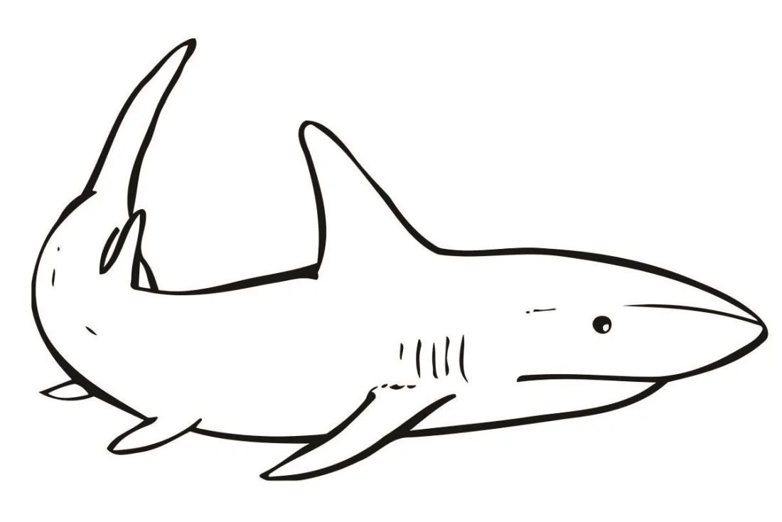 Shark coloring page (38)