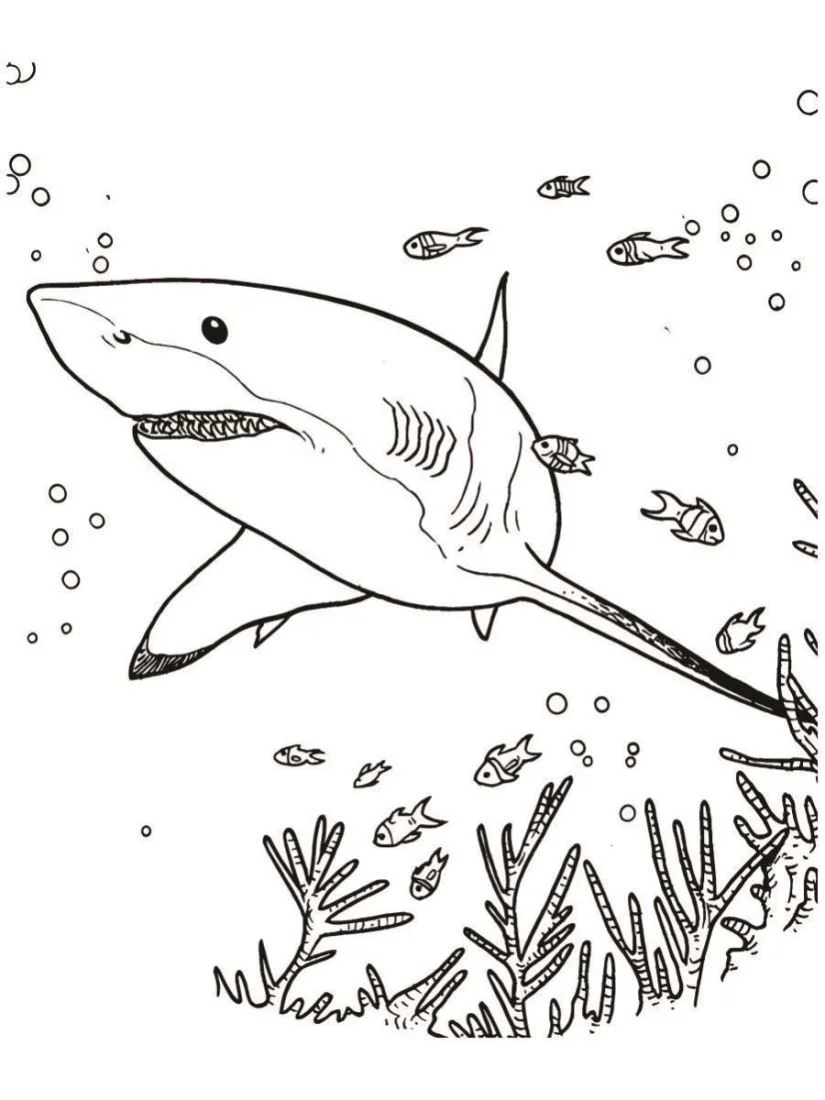 Shark coloring page (5)