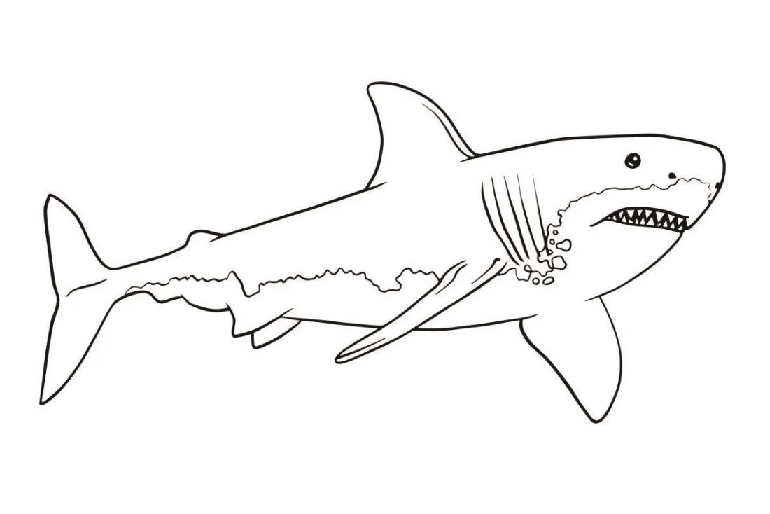 Shark coloring page (56)