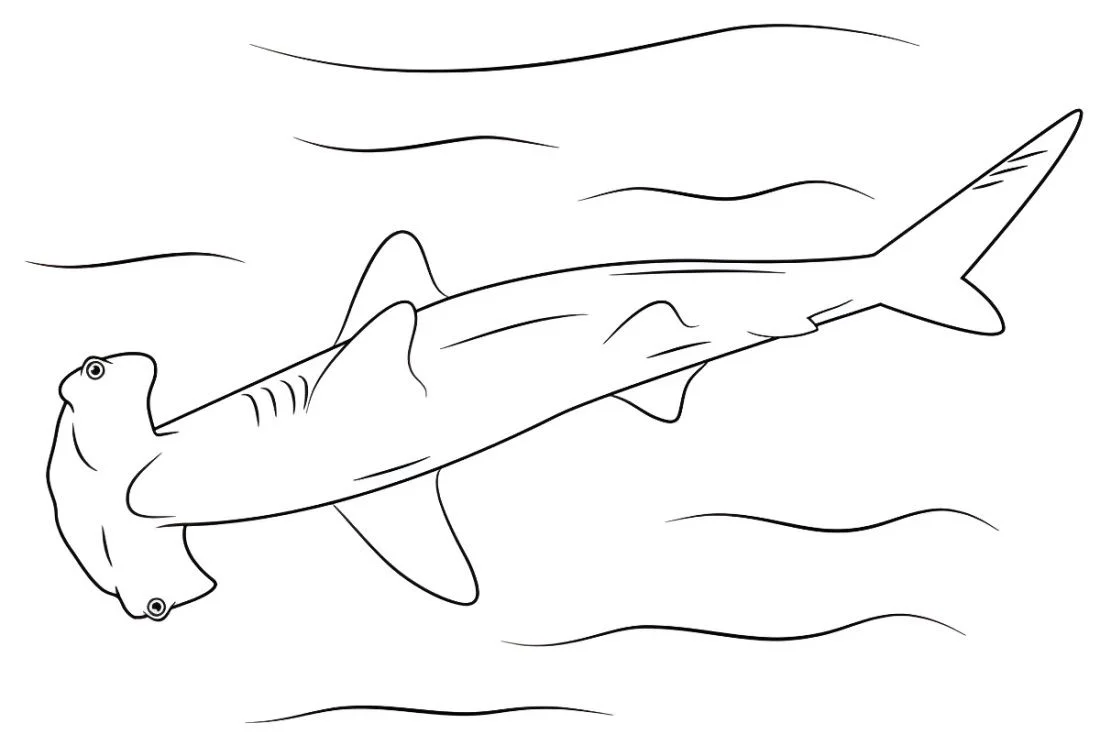 Shark coloring page (68)