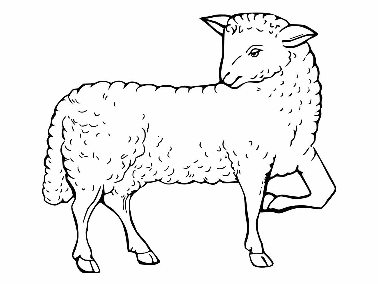 Sheep coloring page (34)