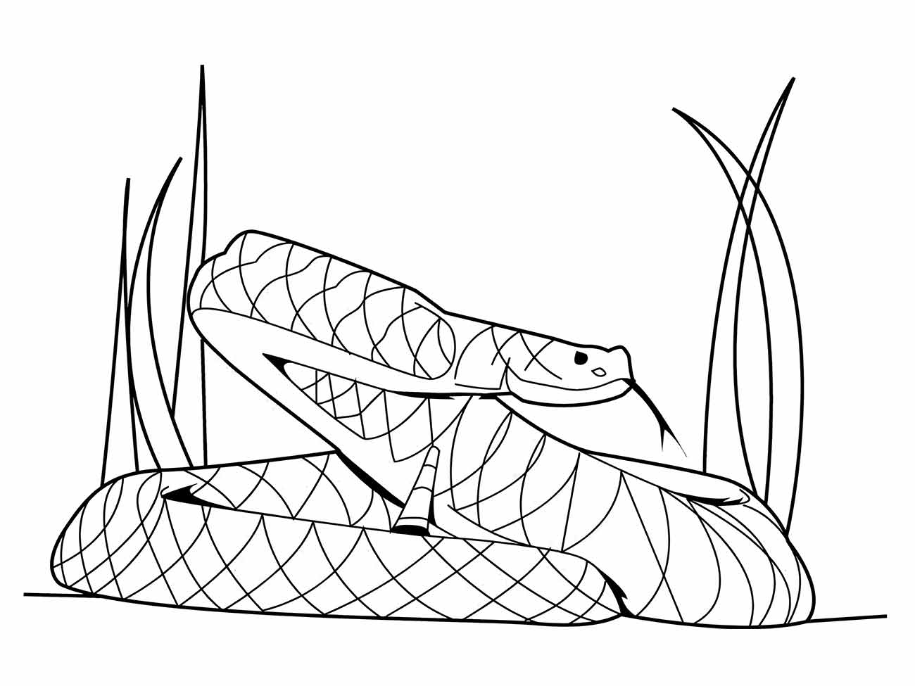 Snakes coloring page (24)