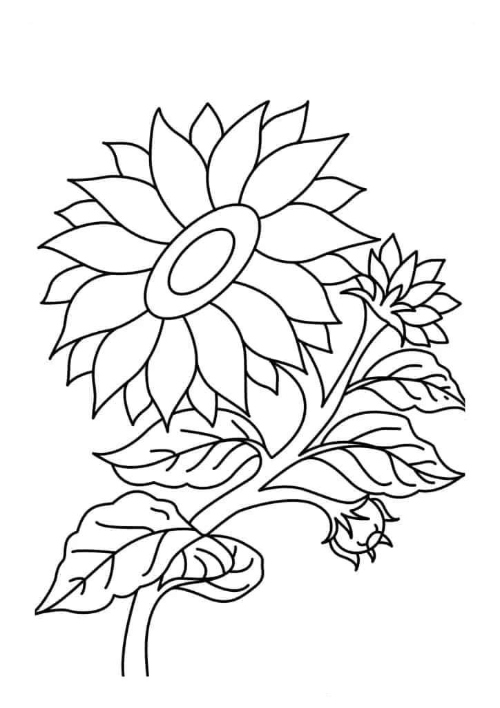 Sunflower Coloring Page (13)