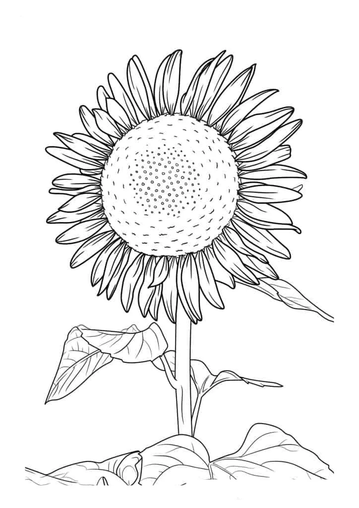 Sunflower Coloring Page (14)