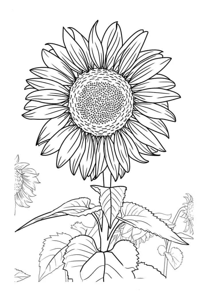 Sunflower Coloring Page (16)