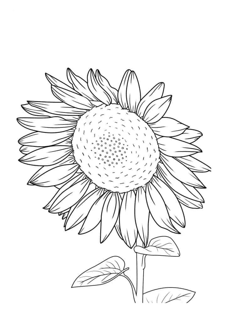 Sunflower Coloring Page (17)