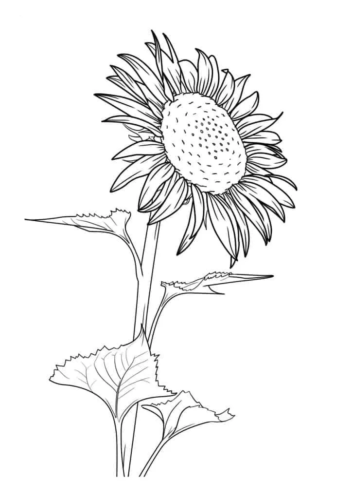 Sunflower Coloring Page (18)