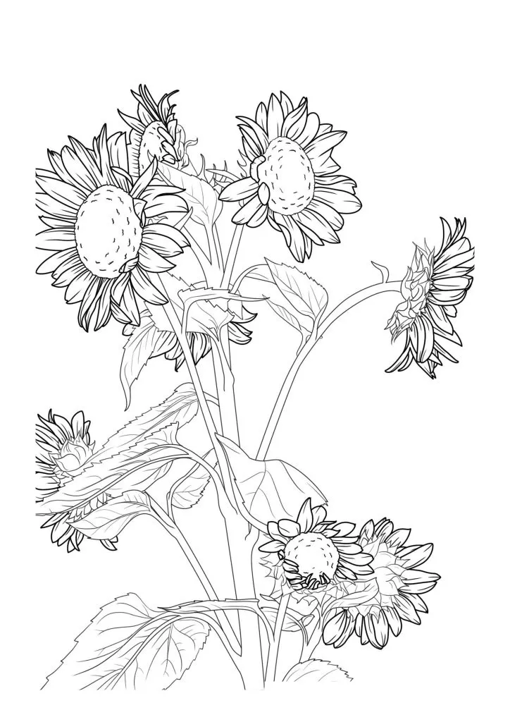 Sunflower Coloring Page (20)