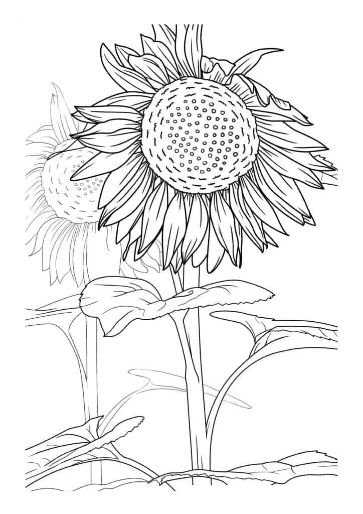 Sunflower Coloring Page (26)