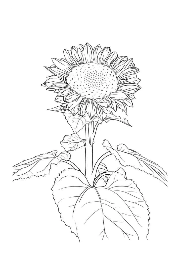 Sunflower Coloring Page (27)