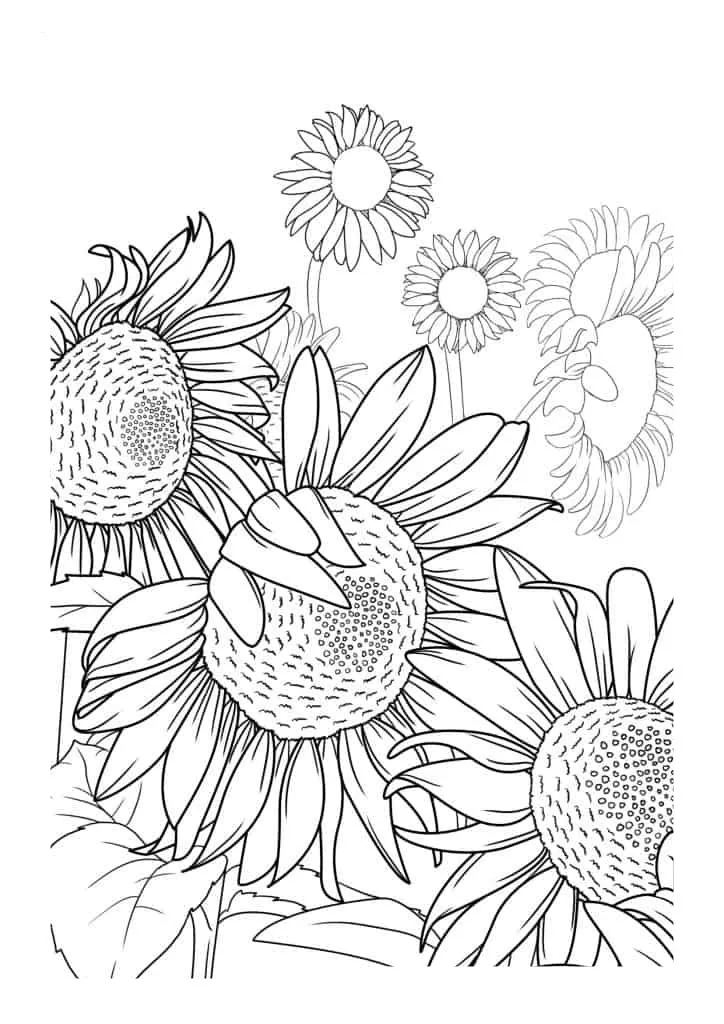 Sunflower Coloring Page (28)