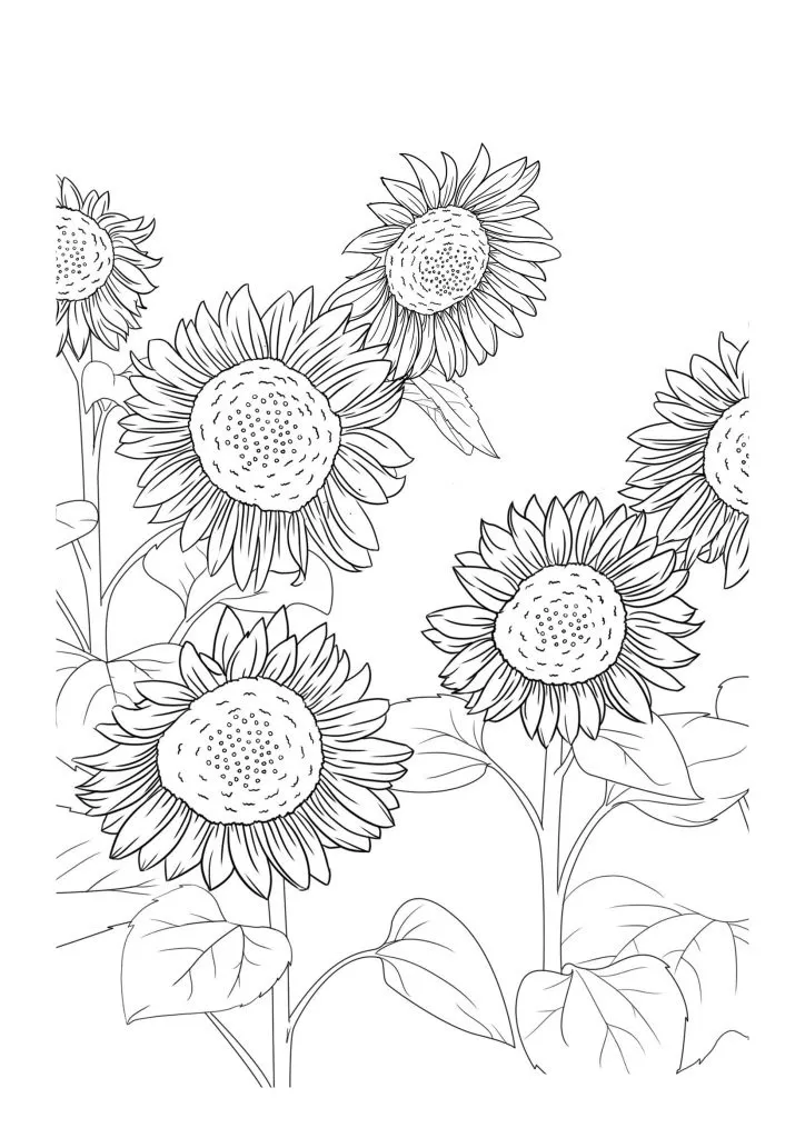 Sunflower Coloring Page (31)