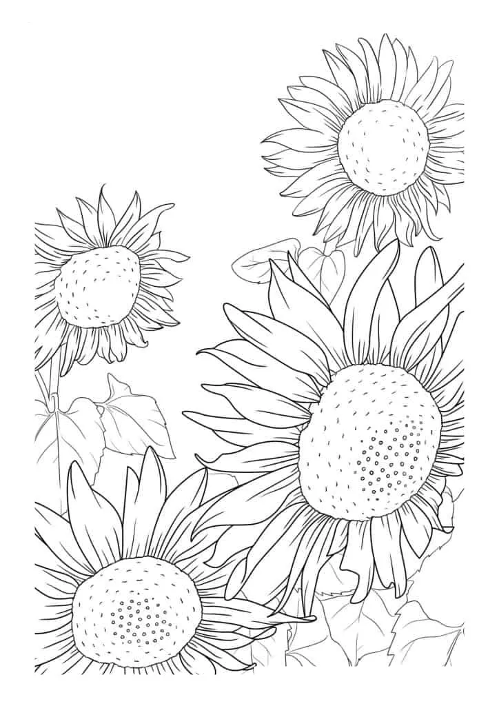 Sunflower Coloring Page (36)