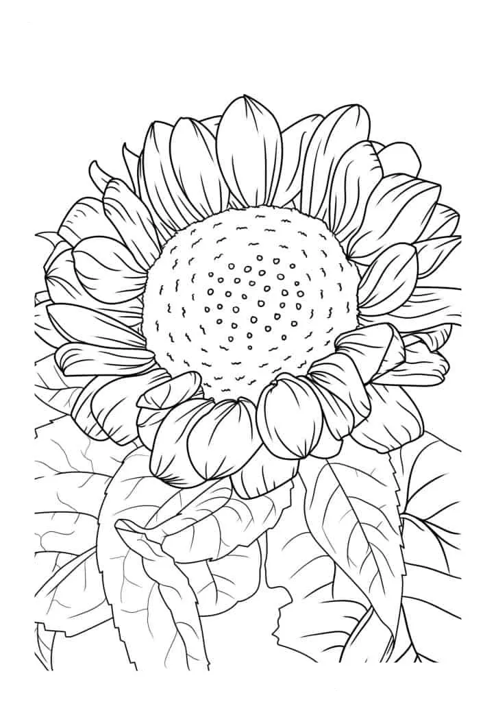 Sunflower Coloring Page (48)