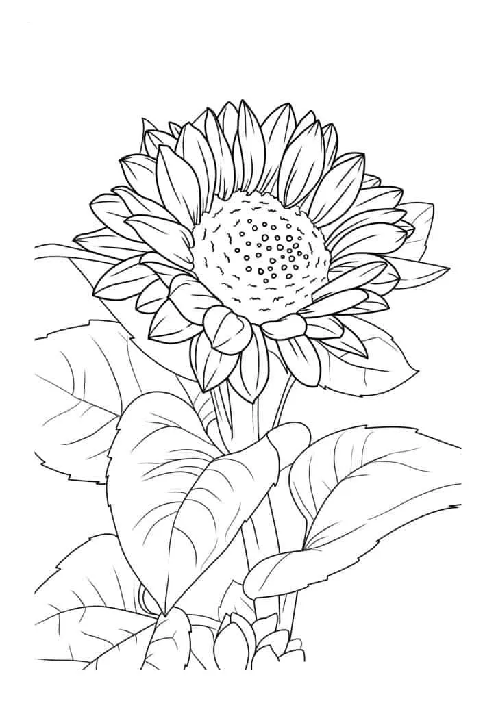 Sunflower Coloring Page (49)