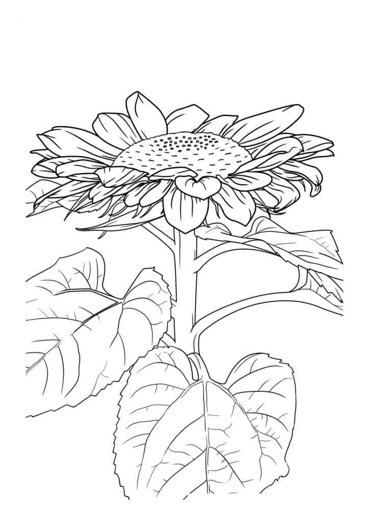 Sunflower Coloring Page (50)