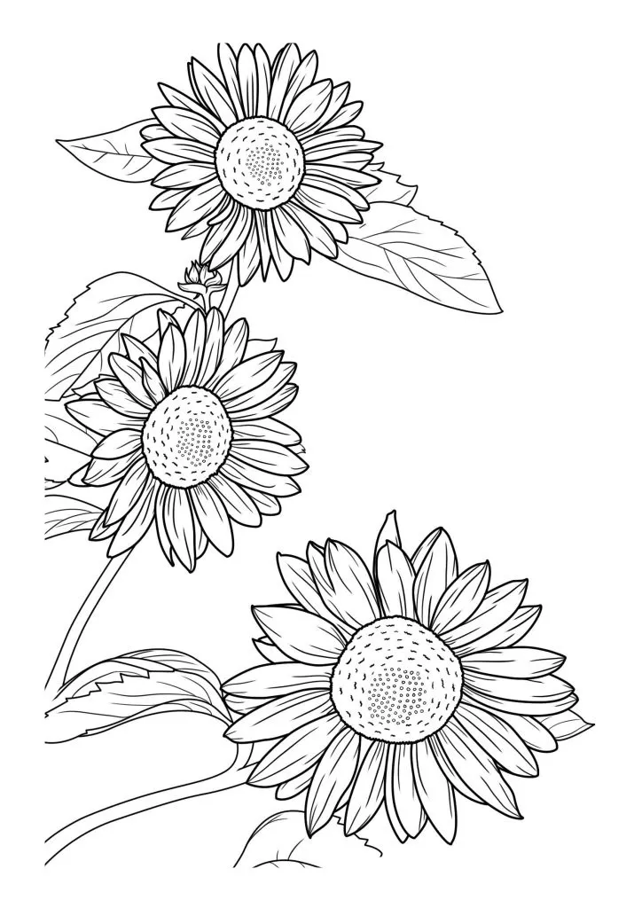 Sunflower Coloring Page (52)