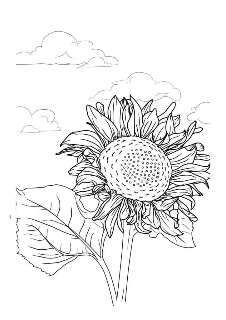 Sunflower Coloring Page (53)