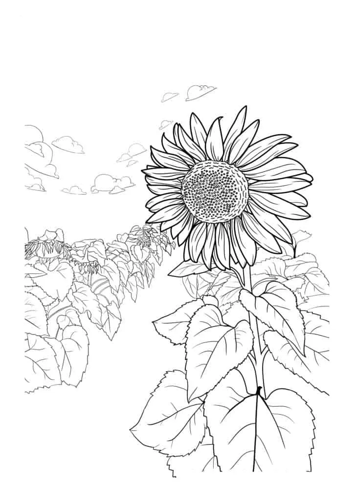 Sunflower Coloring Page (54)