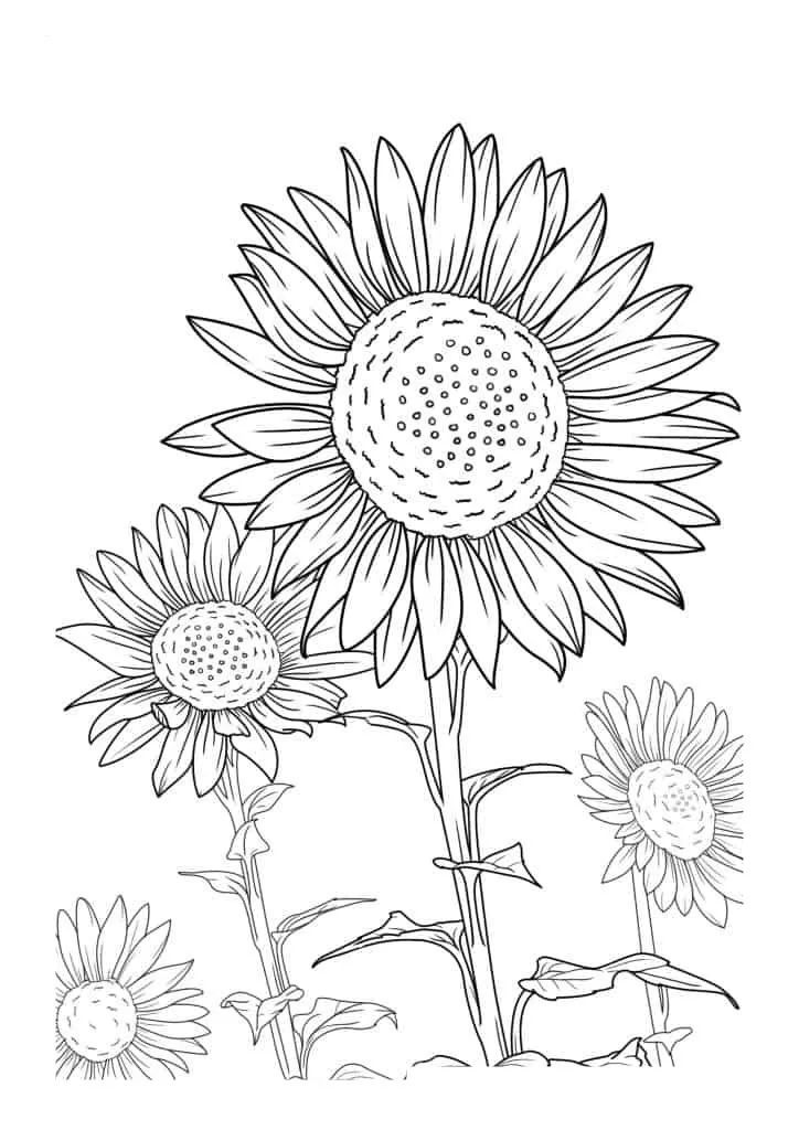 Sunflower Coloring Page (56)