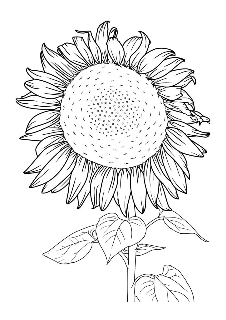 Sunflower Coloring Page (57)