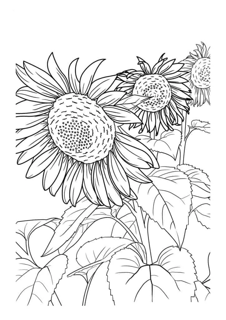 Sunflower Coloring Page (58)