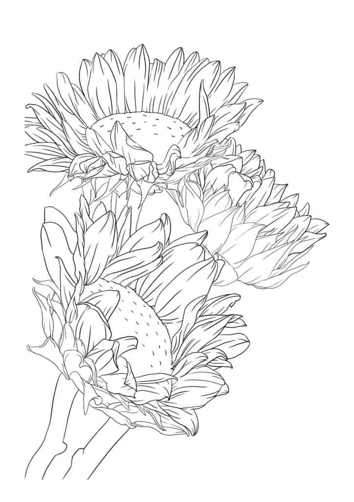 Sunflower Coloring Page (60)