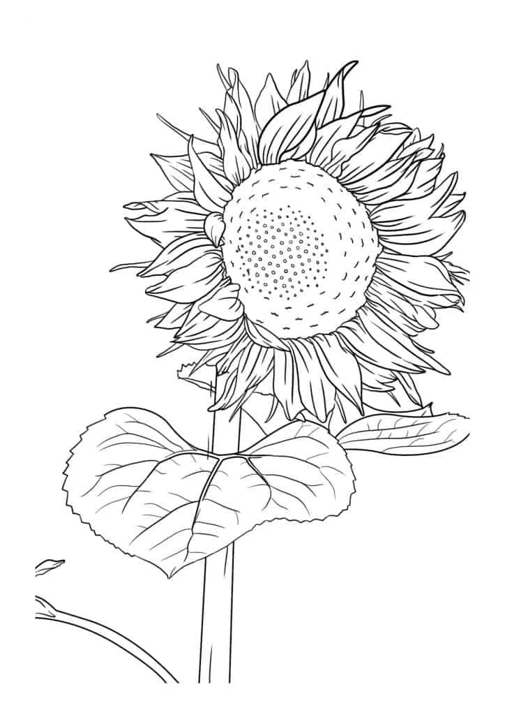 Sunflower Coloring Page (62)