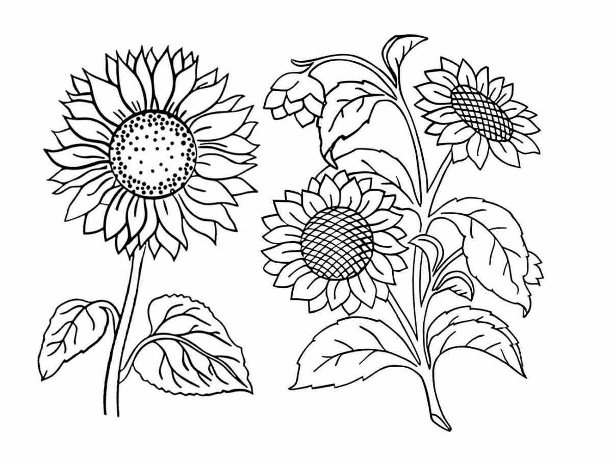 Sunflower coloring page (1)