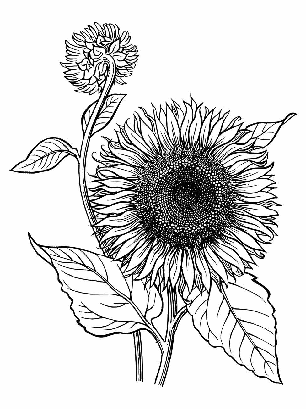 Sunflower coloring page (12)