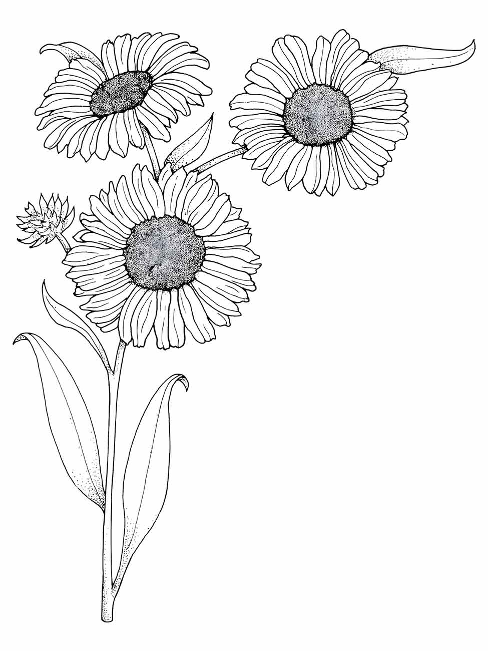 Sunflower coloring page (17)