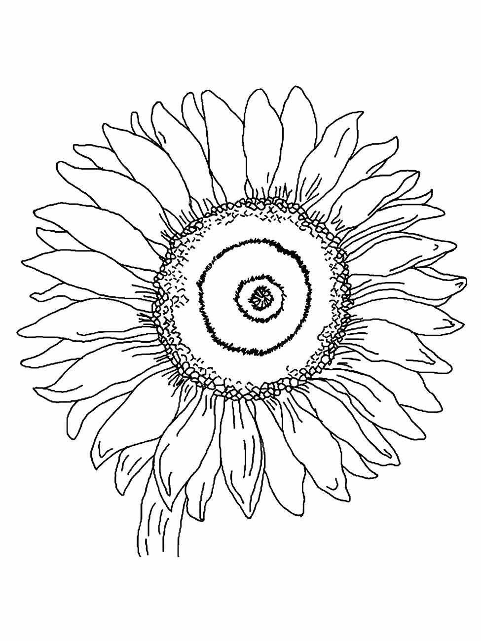 Sunflower coloring page (19)