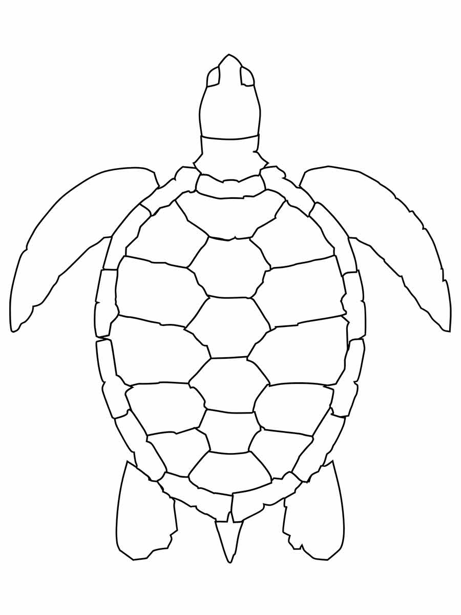 Turtle coloring page (34)