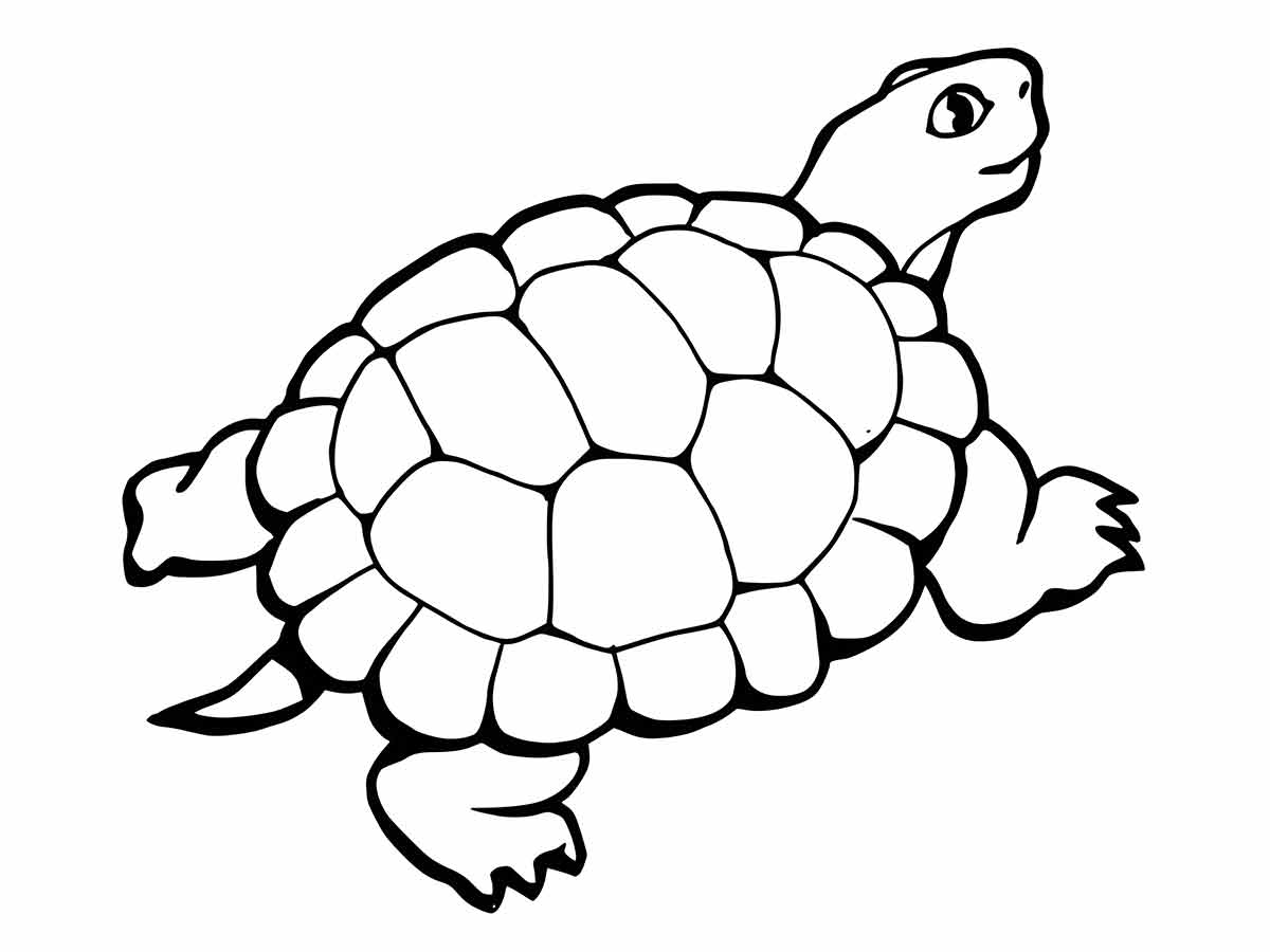 Turtle coloring page (37)