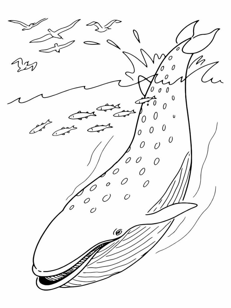 Whales coloring page (24)