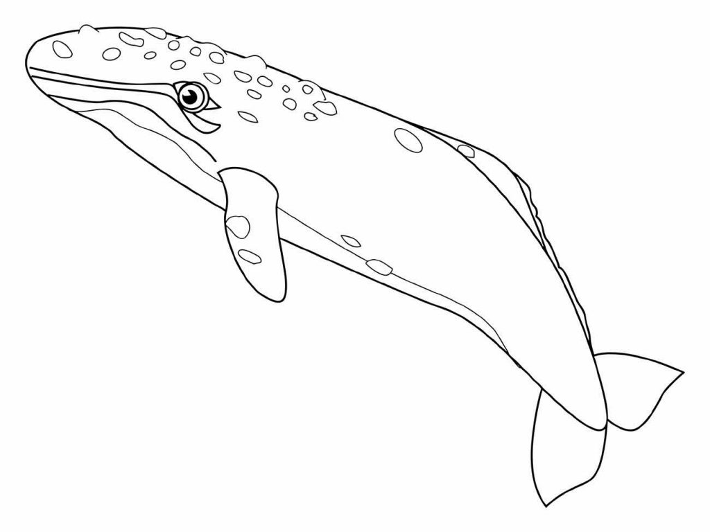 Whales coloring page (7)