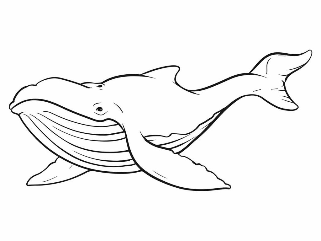 Whales coloring page (9)