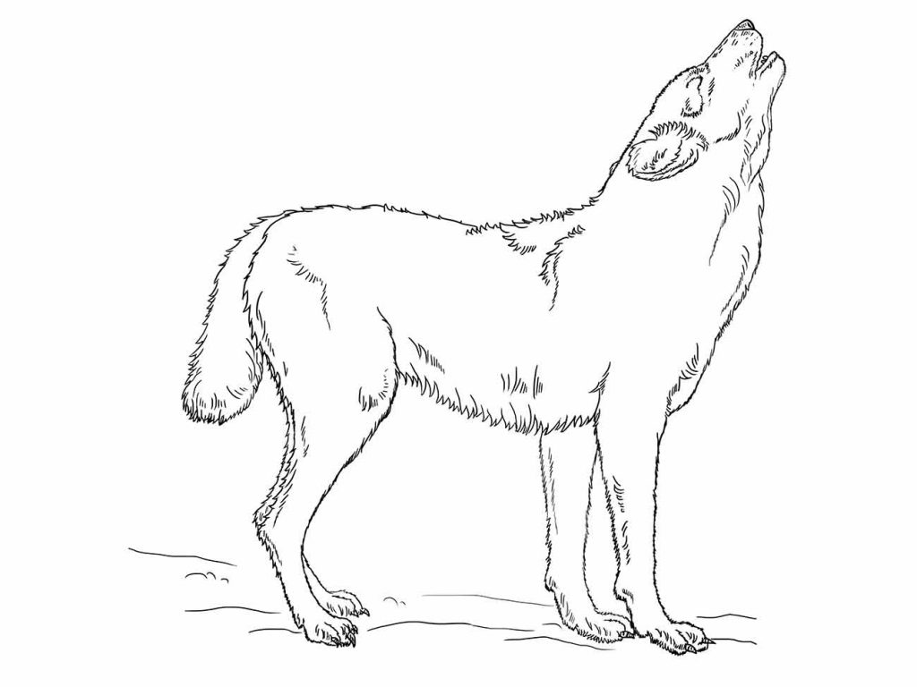 Wolf coloring page (31)