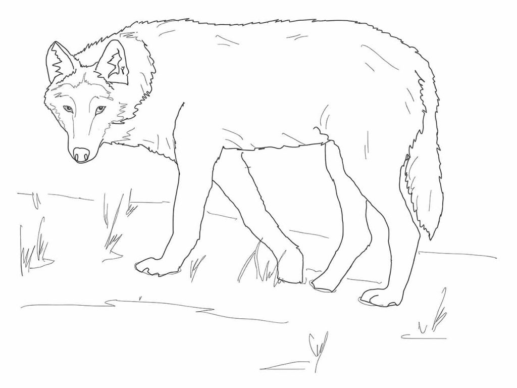 Wolf coloring page (43)