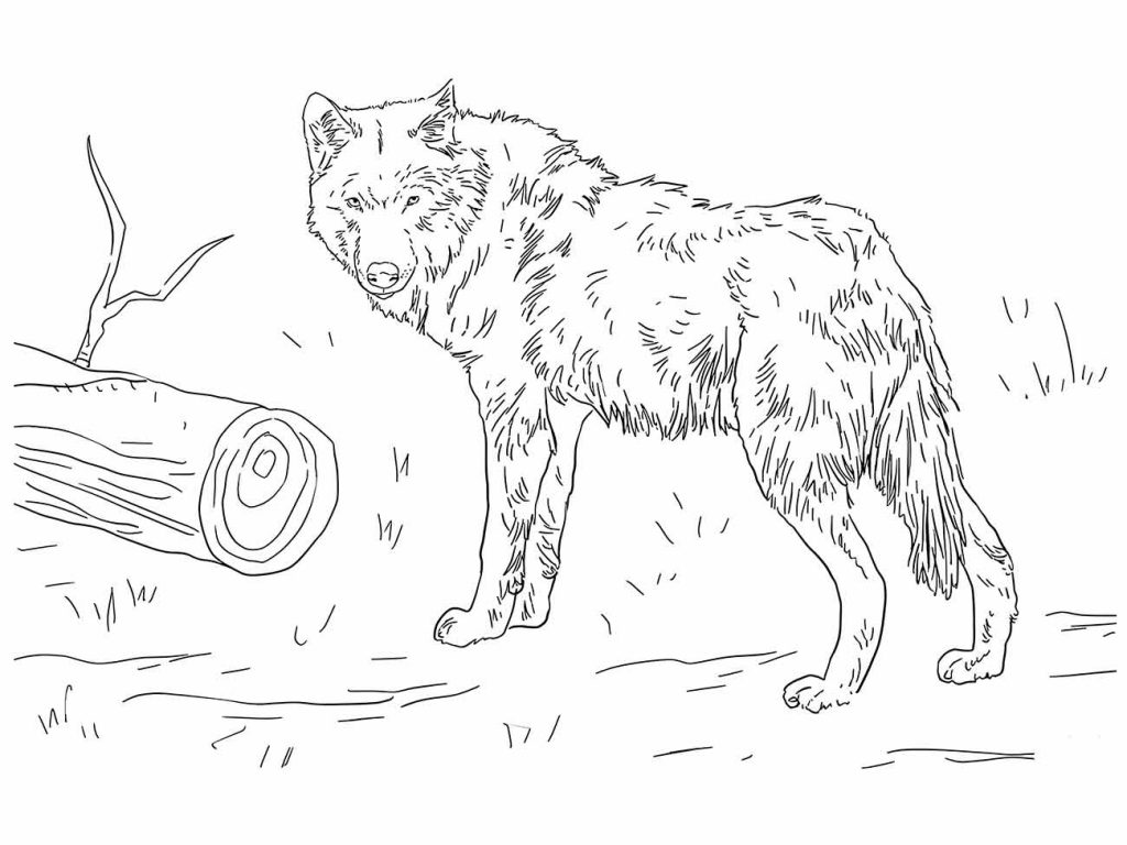 Wolf coloring page (9)