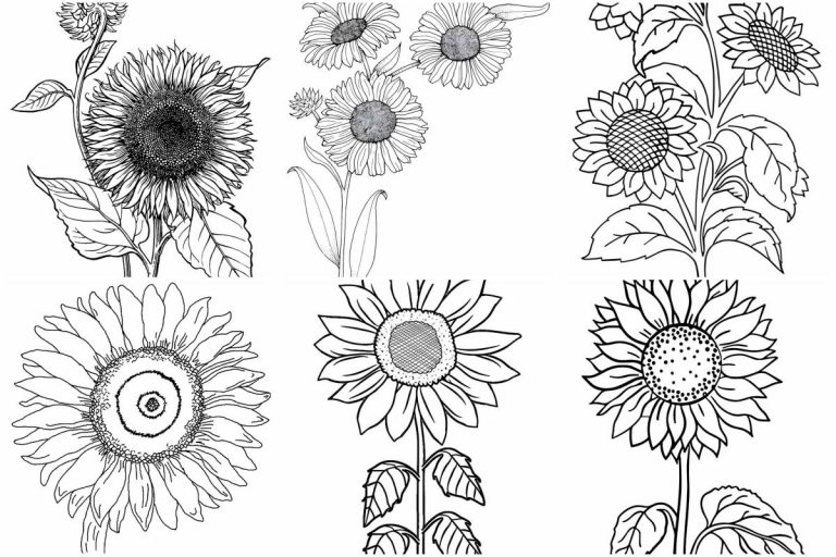 coloringpages Sunflower coloring pages